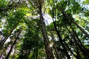 bewitching trees forest