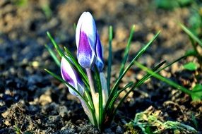 blue bright spring flower