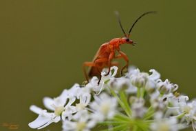 orange beetle on a white flower in Brazil