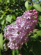 Lilac flowers in summer