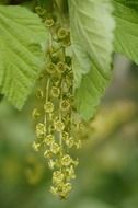 green inflorescences of a currant