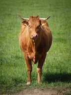 picture of domestic brown cow in a green meadow