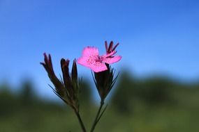 Micro picture of caryophyllaceae flower