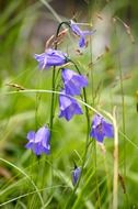 blue Bellflowers on meadow