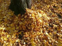 dry leaf piles autumn scene