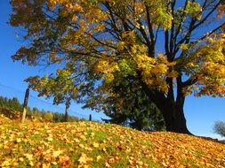 autumn day