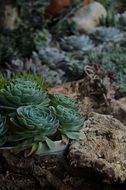 succulent plants on stones