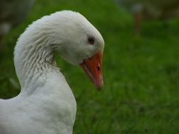 Head and neck of a goose close up