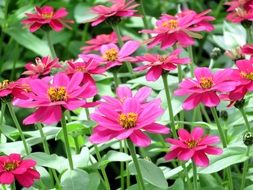 Zinnia is a genus of plants of the sunflower tribe within the daisy family