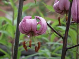 lily in the garden with purple flowers