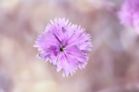 carnation flower blossom bloom close