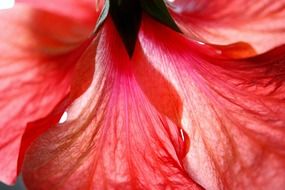 pink hibiscus petals close-up on a dark background