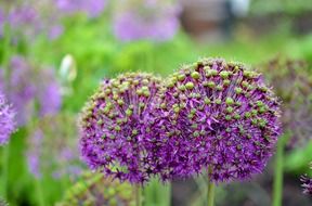 globe-shaped purple flowers in the flowerbed on a blurred background