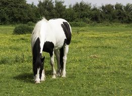 black-white horse is grazing in the meadow