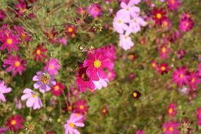 Glade with pink flowers in the summer