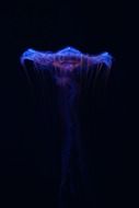 blue jellyfish on black background