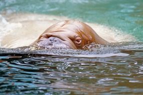 walrus swims in the ocean