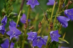 peach-leaved bellflowers on meadow