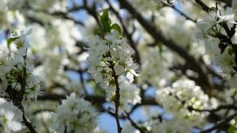 apple blossom in spring