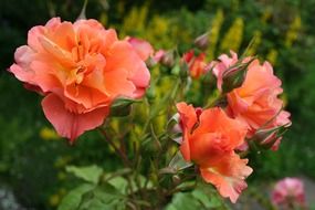 striking rose blossom