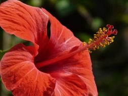 red hibiscus close-up on blurred background