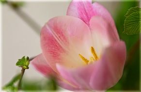 fond pink tulip bloom macro recording