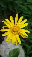 yellow flower in summer