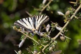 heraclides thoas swallowtail or butterfly