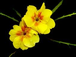 Beautiful Red And Yellow Flowers In Nature