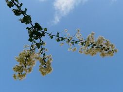 twig of bougainvillea with white flowers at sky