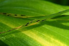 Green leaf in nature