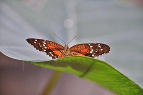 Orange butterfly on the leaf