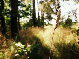 one ear in a sunny forest