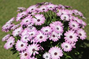 bush of purple white flowers