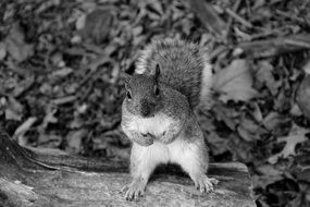 cute squirrel in the forest, black and white image