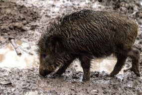 wild forest boar