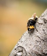 fly in nature