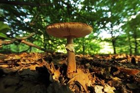 mushroom in the forest in the meadow