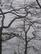 bare gnarled branches at grey sky