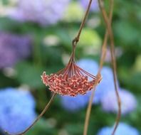 flower on a stem on a blurred background