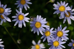 astounding purple daisy flowers