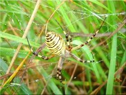 wasp spider on net close