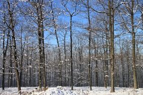 forest on a sunny frosty day