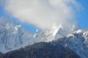 forest at the foot of the snow-capped mountains