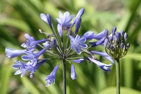 astounding agapanthus flower