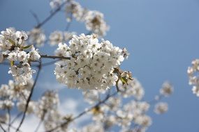 fragrant cherry blossom