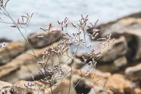 Beautiful wild plant with tiny flowers on the rocky coast near the water