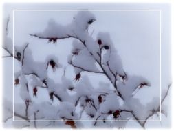 rose hips in the snow