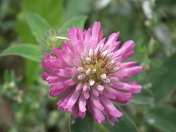 Pink clover flower in nature