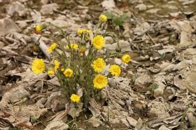 small bush with yellow flowers among dry foliage